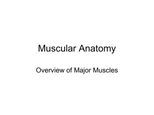 Muscular Anatomy