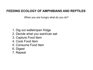 FEEDING ECOLOGY OF AMPHIBIANS AND REPTILES What do