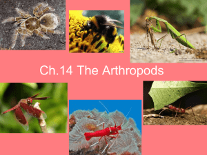 Arthropod Characteristics