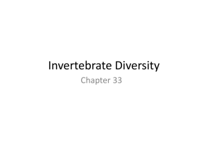 Invertebrate Diversity