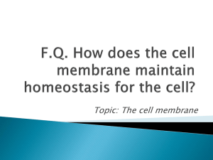 F.Q. How does the cell membrane maintain homeostasis for the cell?