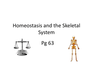 Homeostasis and Skeletal System