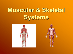 Skeletal & Muscular Systems
