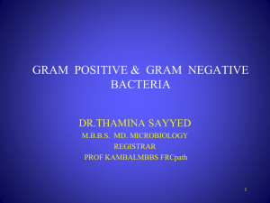 Gram positive & Gram negative bacteria2