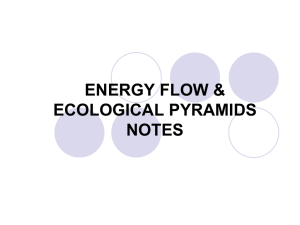 ecological pyramids notes