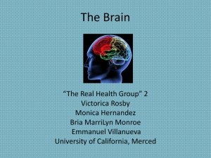The Brain Presentation