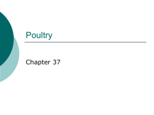 Ch 37 Poultry