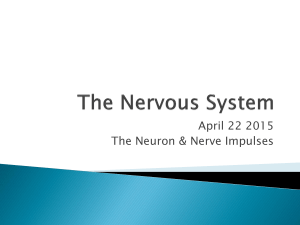 Neurons & Nerve Impulses