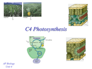 C4 Photosynthesis - mvhs
