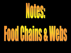 Food Chains & Webs Notes