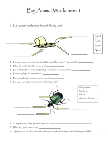 Big Animal Worksheet 1 Can you correctly name the snail's body