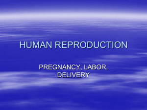 Chapter 5 Human Reproduction