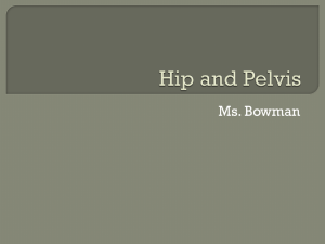 Hip and Pelvis