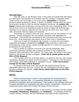 Worksheets Mitosis Coloring Worksheet mitosis coloring sheet name block cell cycle and the cell