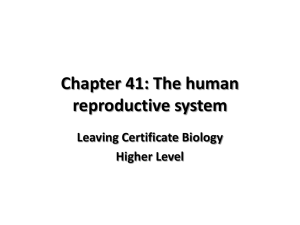 Chapter 42: Human Reproduction