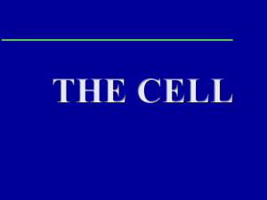 Ch 2: The Cell