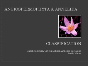 Angiospermophyta & Annelida