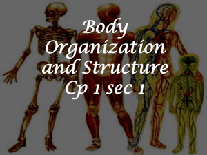 Body organization and Structure cp1-1 - cohick