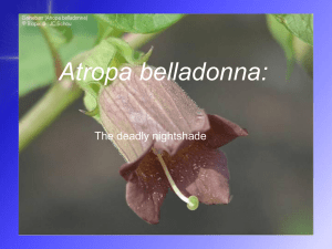 Atropa belladonna: