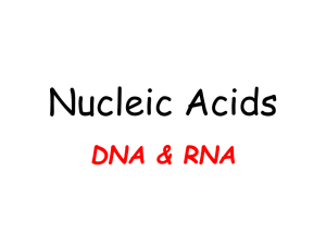 Nucleic Acids What are they ?