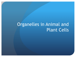 Cell Organelles PPT (Ms. Gardner)