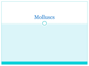 Molluscs - WordPress.com
