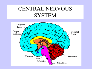 central nervous system with brain parts and functions