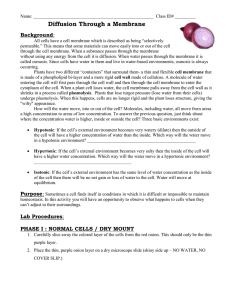 Red onion osmosis_15