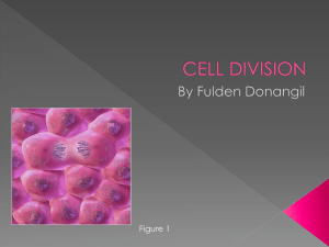 Cell Division fulden