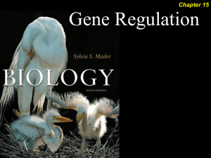 Prokaryotic Regulation