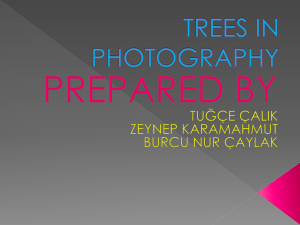 TREES PHOTOGRAPH