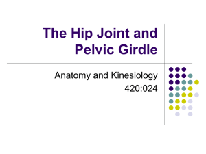 Hip Joint and Pelvic Girdle
