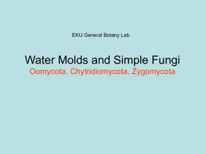 Water Molds and Simple Fungi