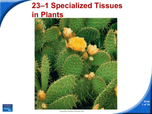 –1 Specialized Tissues 23 in Plants Slide