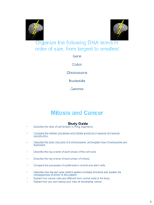 Mitosis and Cancer Organize the following DNA terms in Gene