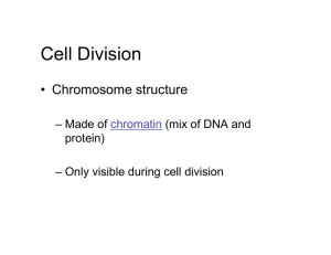 Cell Division • Chromosome structure – Made of (mix of DNA and