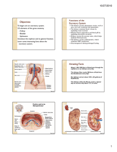 10/27/2010 Objectives Functions of the Excretory System