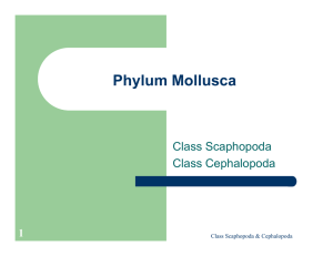 Phylum Mollusca Class Scaphopoda Class Cephalopoda 1