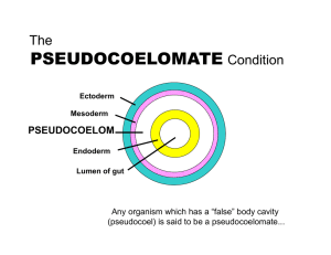 PSEUDOCOELOMATE The Condition PSEUDOCOELOM
