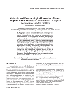 Molecular and Pharmacological Properties of Insect Biogenic Amine Receptors: Drosophila