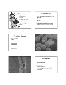 Fungal biology Fungal Infections • Eukaryotic (organized nucleus and cell structure)