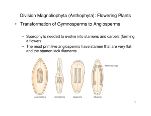 Division Magnoliophyta (Anthophyta): Flowering Plants • Transformation of Gymnosperms to Angiosperms