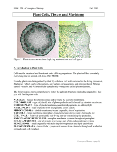 Plant Cells, Tissues and Meristems