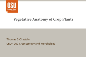 Vegetative Anatomy of Crop Plants Thomas G Chastain