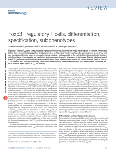 Foxp3 regulatory T cells: differentiation, specification, subphenotypes +