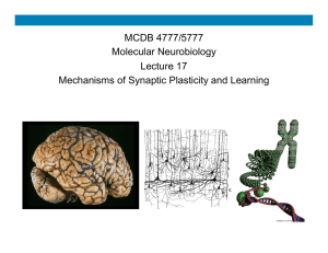 MCDB 4777/5777 Molecular Neurobiology Lecture 17 Mechanisms of Synaptic Plasticity and Learning