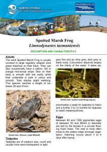 Spotted Marsh Frog Limnodynastes tasmaniensis Adults