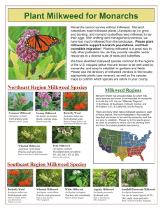Plant Milkweed for Monarchs