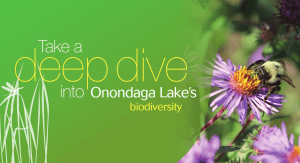 deep dive Take a into Onondaga Lake’s