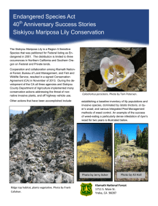 Endangered Species Act 40 Anniversary Success Stories Siskiyou Mariposa Lily Conservation